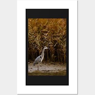 Great Blue Heron Posters and Art